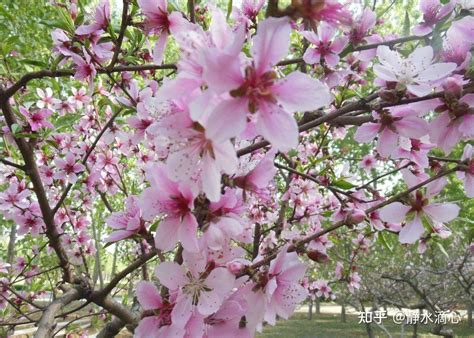 桃花擺放位置|五大「桃花位」，你真的知道在哪麼？